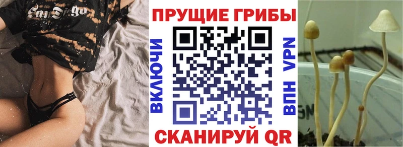 кракен онион  Данков  Псилоцибиновые грибы ЛСД 